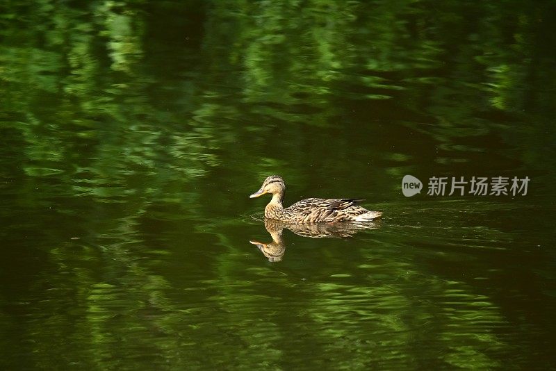 幼年绿头鸭与倒影