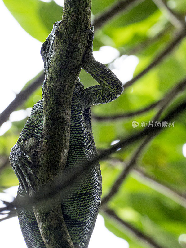 哥斯达黎加托土盖罗，树上的绿色鬣蜥