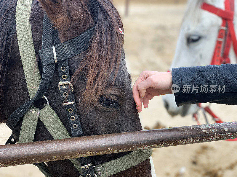 近距离的棕色马被女性的手爱抚