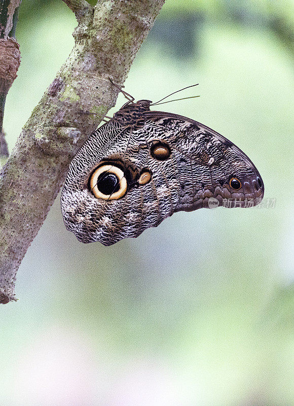 在南美洲厄瓜多尔亚马逊河的树枝上栖息的猫头鹰眼蝶。