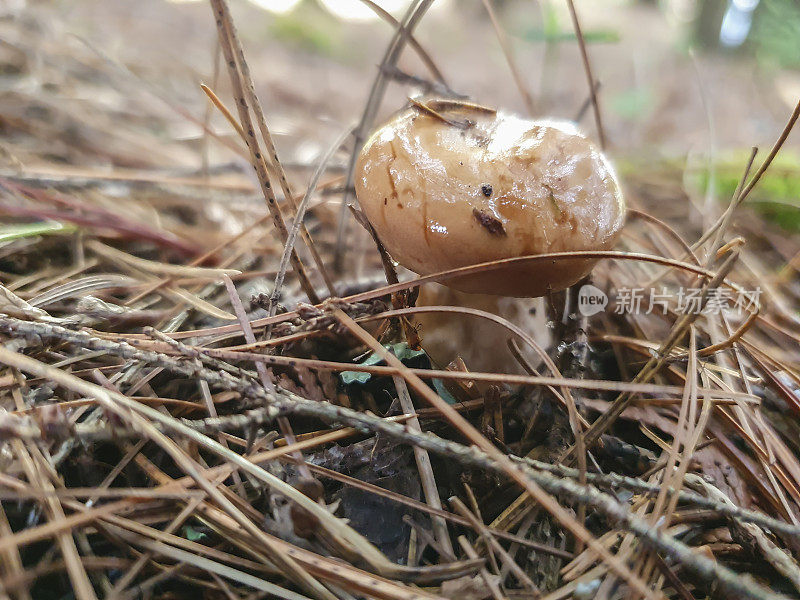 蘑菇,牛肝菌属
