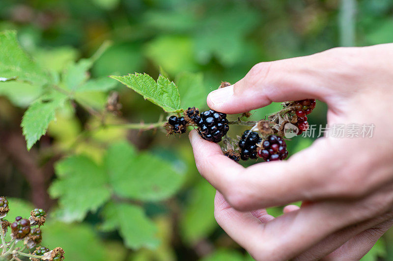 采摘野生黑莓