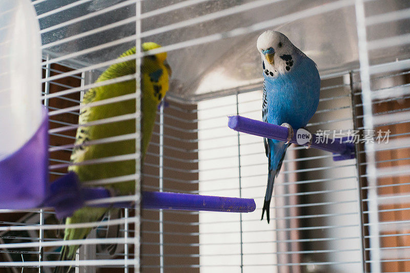 蓝绿虎皮鹦鹉在家里玩