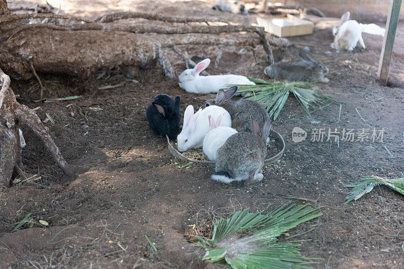 一组在笼子里喂食的兔子。