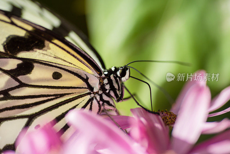 大树若虫吸食花蜜