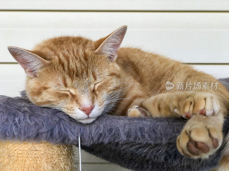 狮子今晚睡觉:一只虎斑猫正在打盹