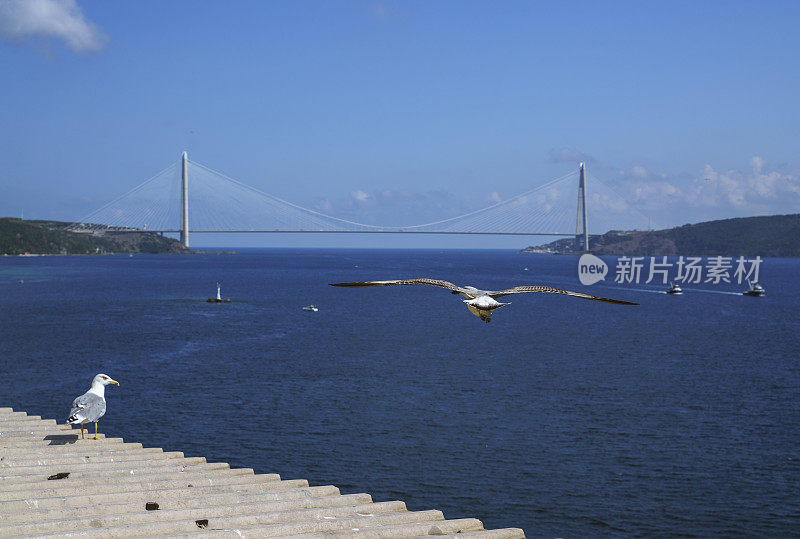 海鸥与亚乌兹苏丹塞利姆桥的背景。土耳其伊斯坦布尔