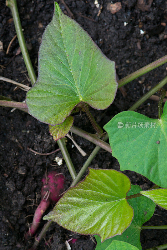 十月在加拿大安大略省南部种植的日本品种甜薯植物藤蔓