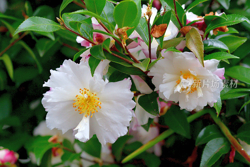 山茶花(重瓣)