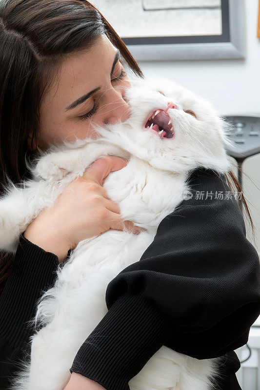 年轻的黑发女人与苏格兰折耳猫