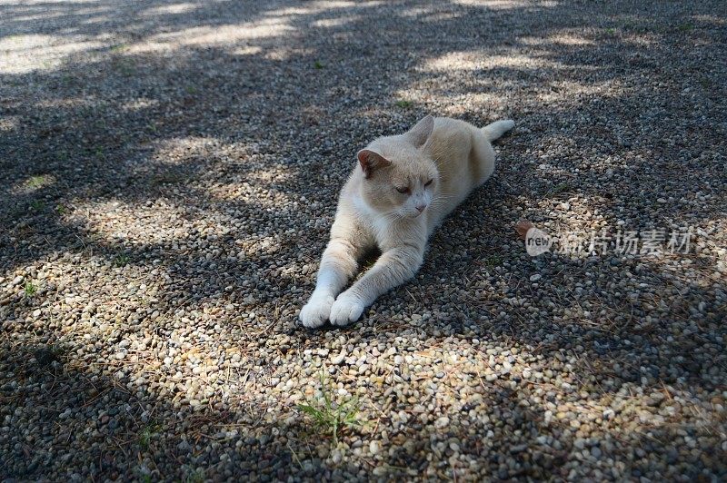 橙色和白色相间的东方短毛猫躺在碎石上