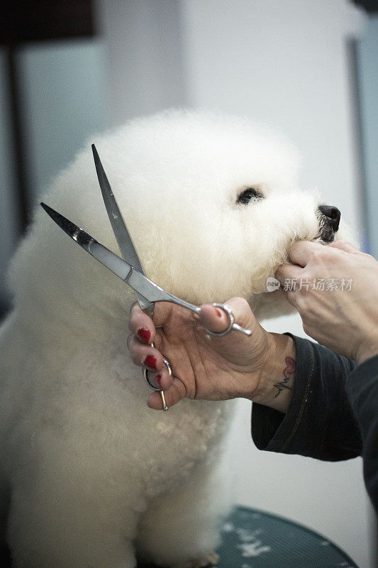 小白犬品种卷毛比雄在美容沙龙理发。宠物护理