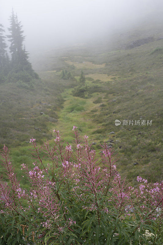 雾中的花沿着贝克山野生游乐区的艺术家山脊步道