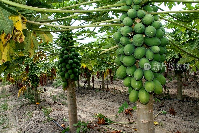 巴伊亚州的番木瓜种植园