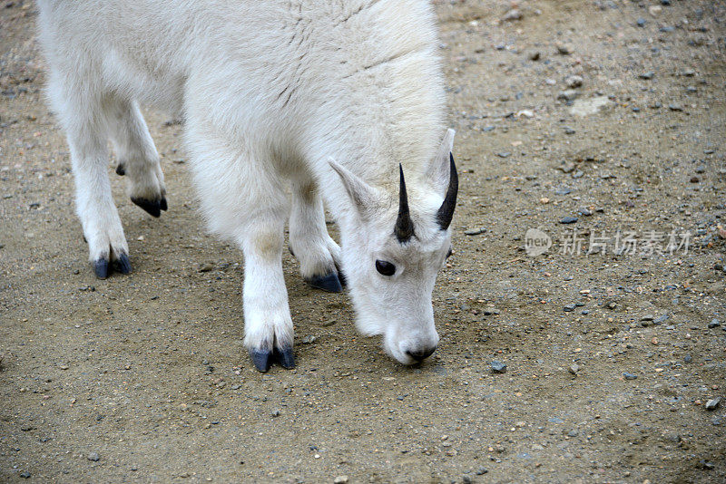 美国科罗拉多州埃文斯山的山羊幼崽(美洲山羊)