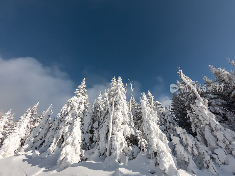 在阳光明媚的冬日，森林里的树木被冰雪覆盖