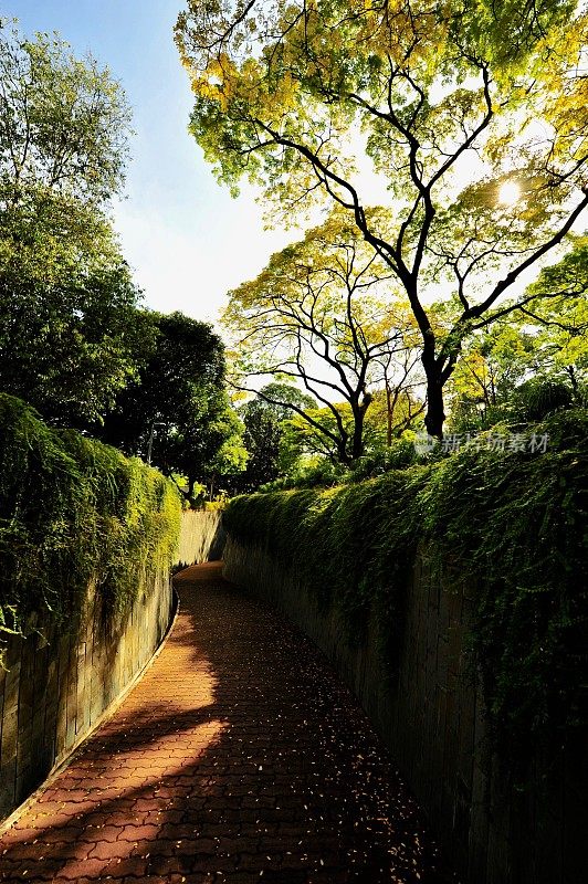 坎宁堡公园的树隧道