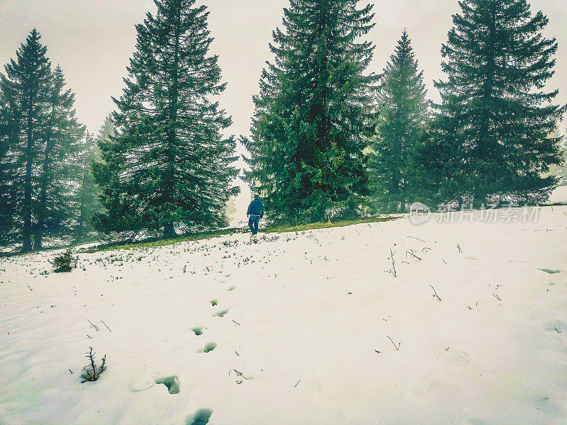 我走在雪中杉树之间。