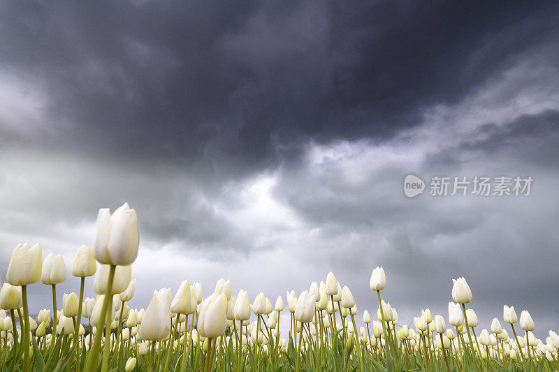 郁金香在春天的暴风雨中盛开在田野里