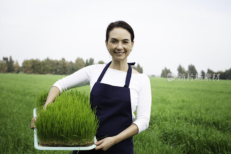 女人与麦草