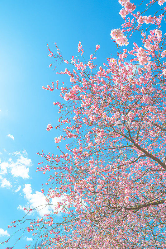 美丽的樱花在春天盛开