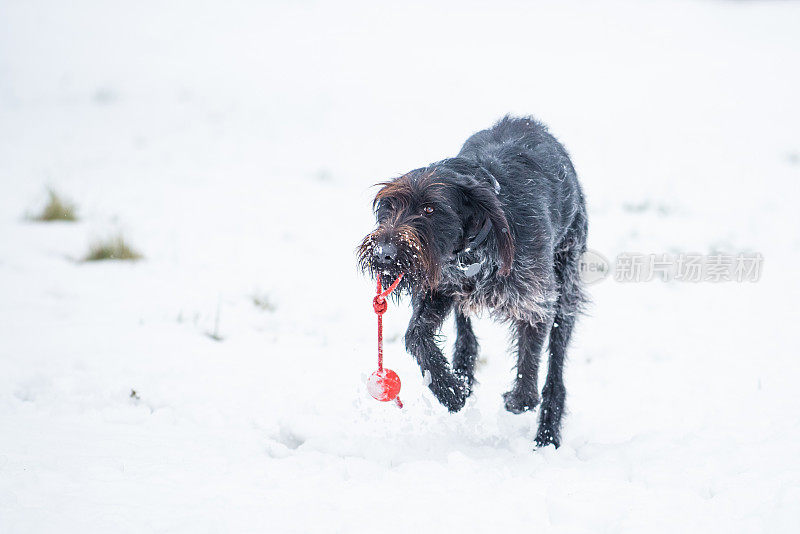 一只猎犬在雪地里捡球