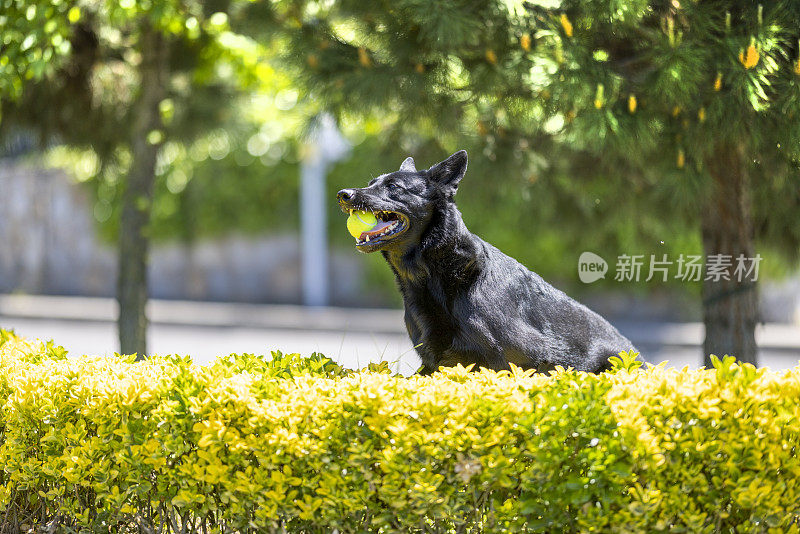 黑色德国牧羊犬坐在草地上