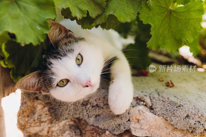 可爱的黄眼睛猫放松在绿色的开花花园