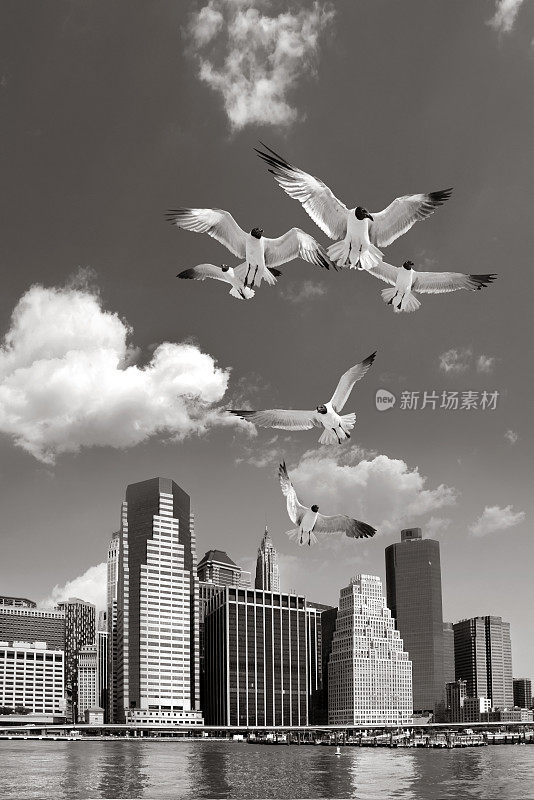 曼哈顿的城市景观，摩天大楼和空中的飞鸟
