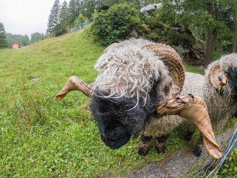 瑞士瓦莱州采尔马特的黑鼻羊