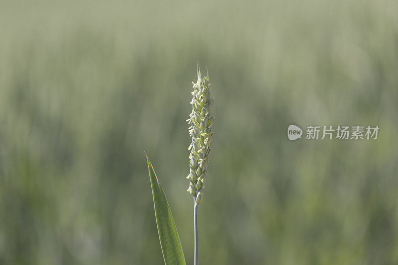 种植小麦