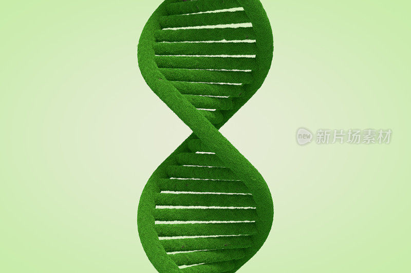 草的绿色DNA