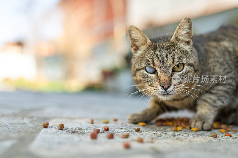 猫吃干粮