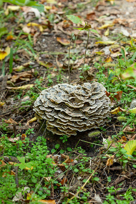 火鸡尾巴蘑菇