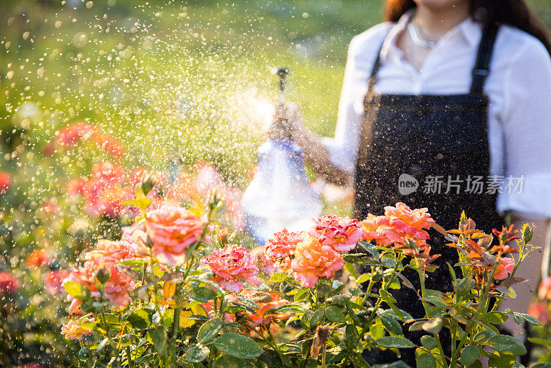 在花园里浇花的女人