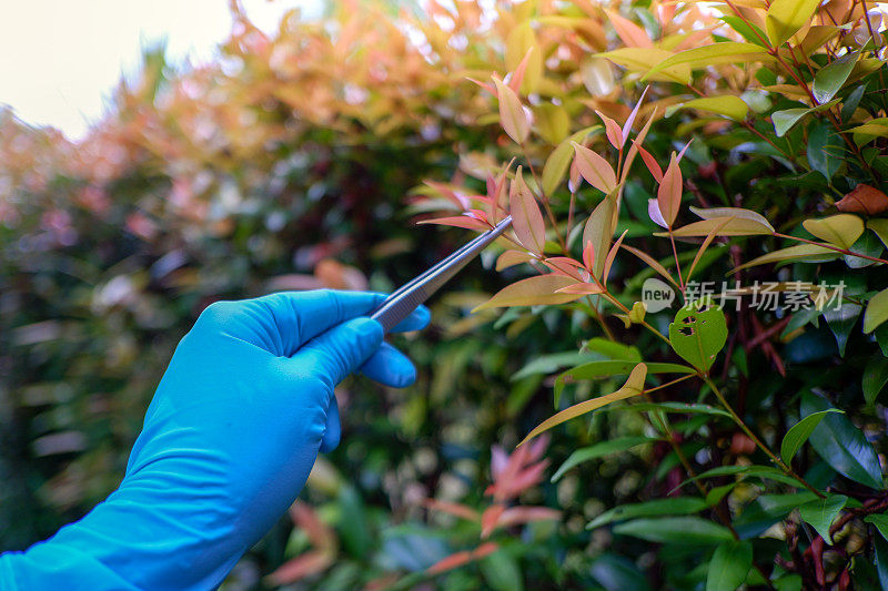 探究叶片中的植物病害。