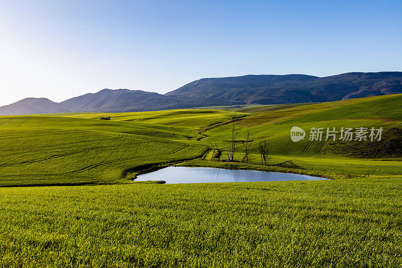 郁郁葱葱的绿色小麦景观与大坝和山脉在奥弗伯格，南非