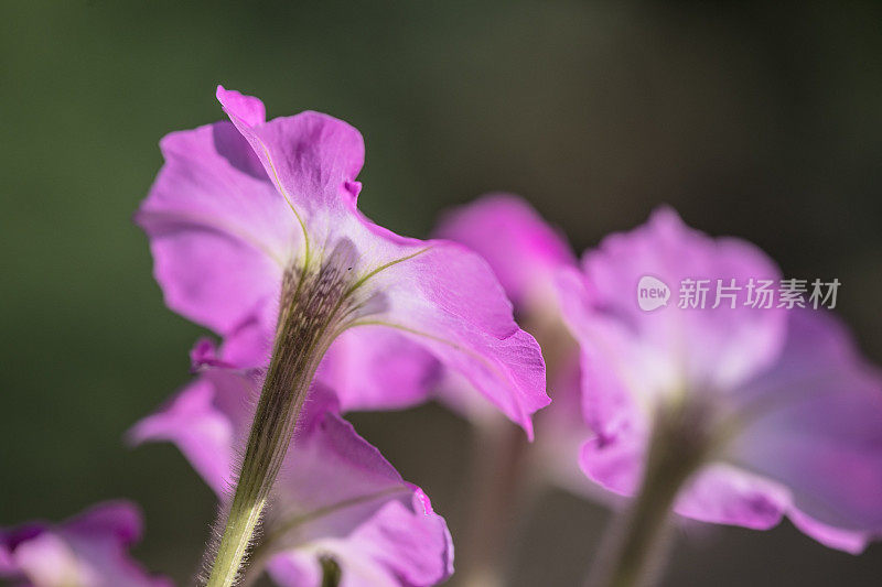 爬虫花朵特写