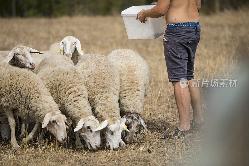 陌生的小牧羊人在户外喂羊