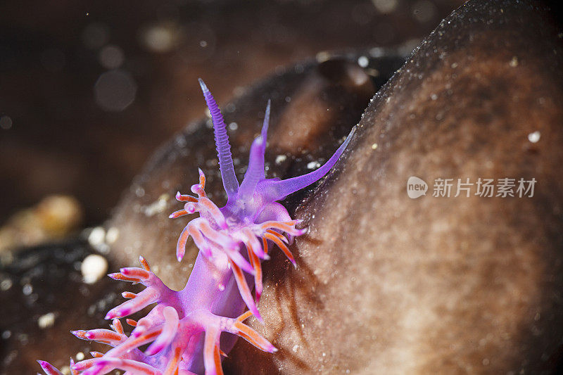 海洋生物裸鳃海蛞蝓水下美女水肺潜水员的观点