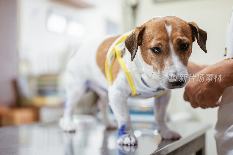 杰克罗素梗犬在诊所接受注射及疫苗注射