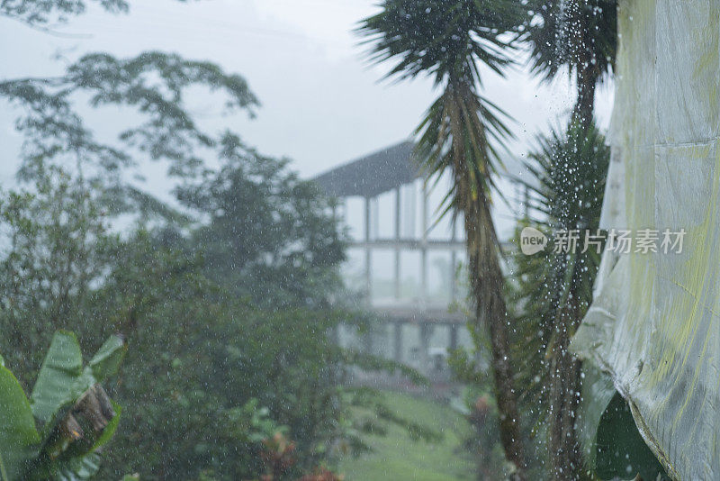 滋润了美丽森林里植物的雨水