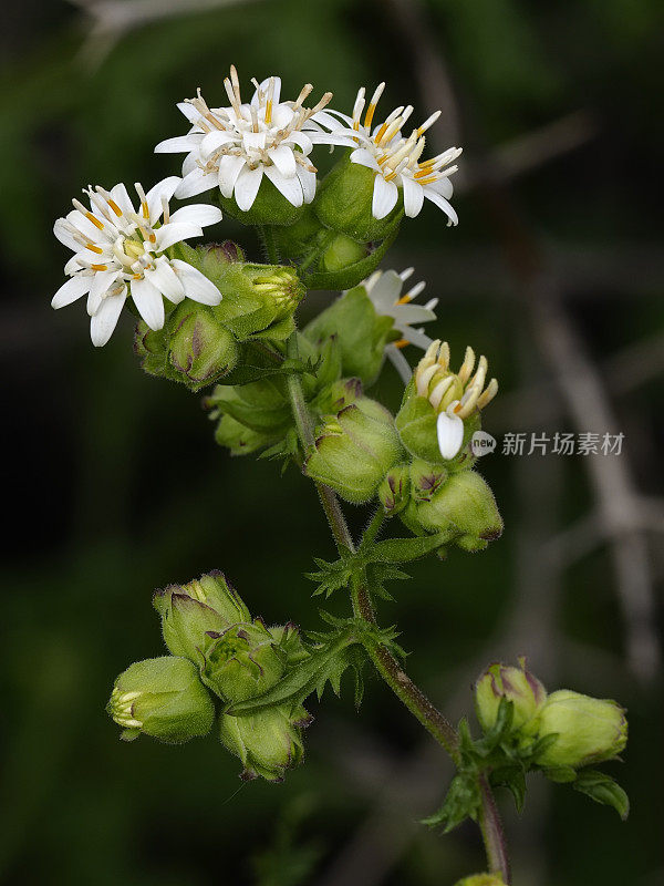 南美紫菀的几朵花和花蕾