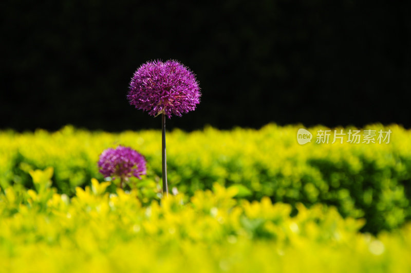 紫色葱属植物,球衣。