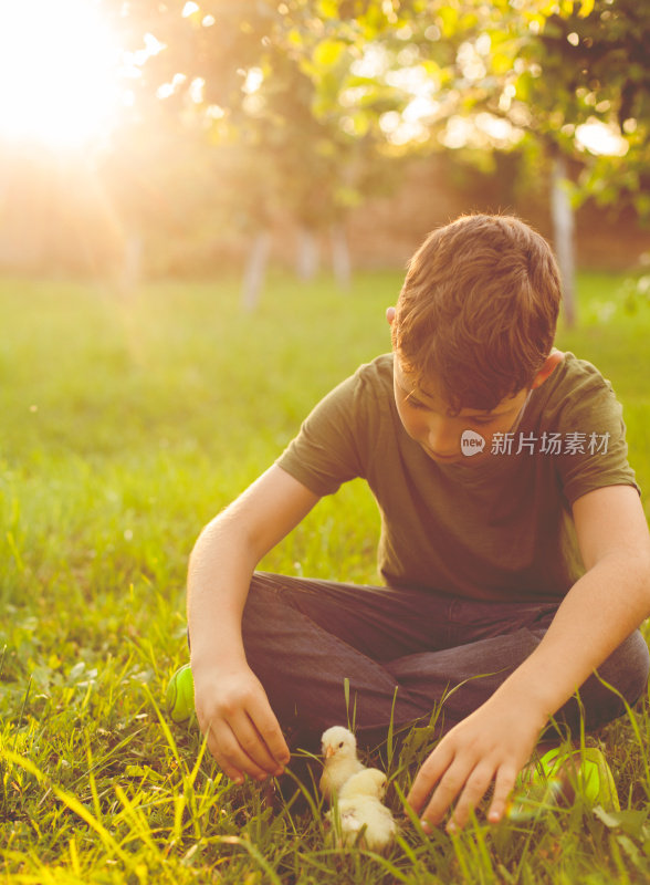 小男孩和小鸡