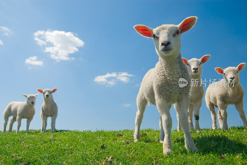 小羊在碧绿的草地上，蓝天下，看起来很好奇