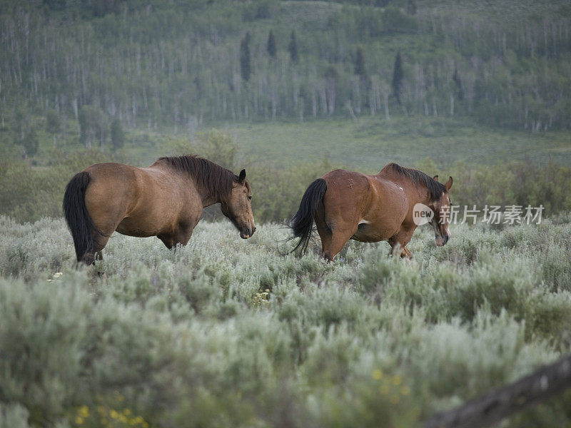 两个棕色的马;怀俄明州杰克逊2008年