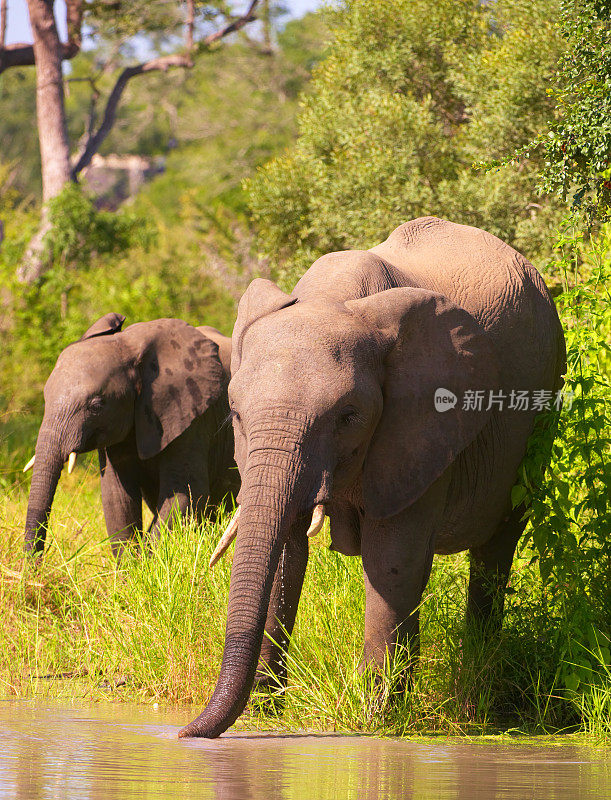 南非的两头大象