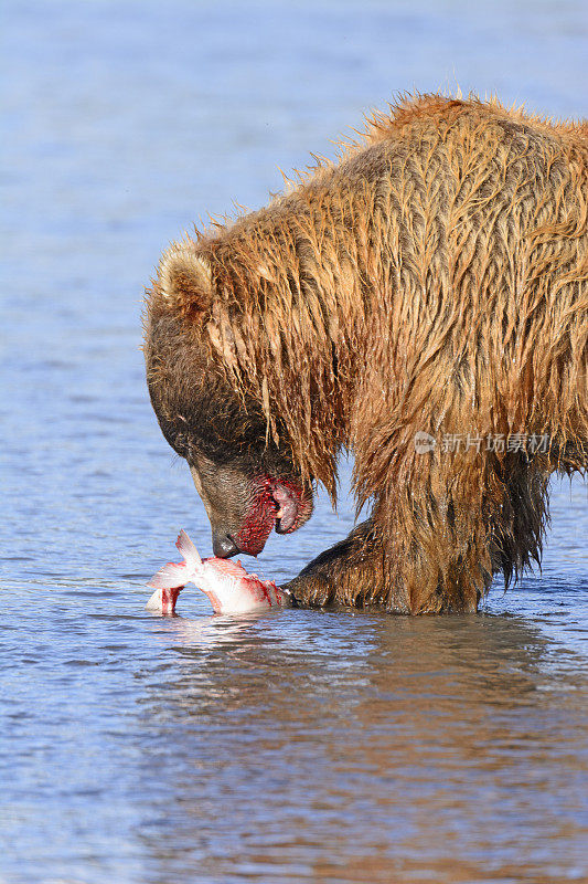 熊吃鲑鱼
