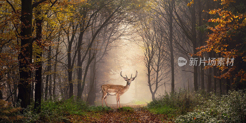 在梦幻的森林场景中的休闲鹿